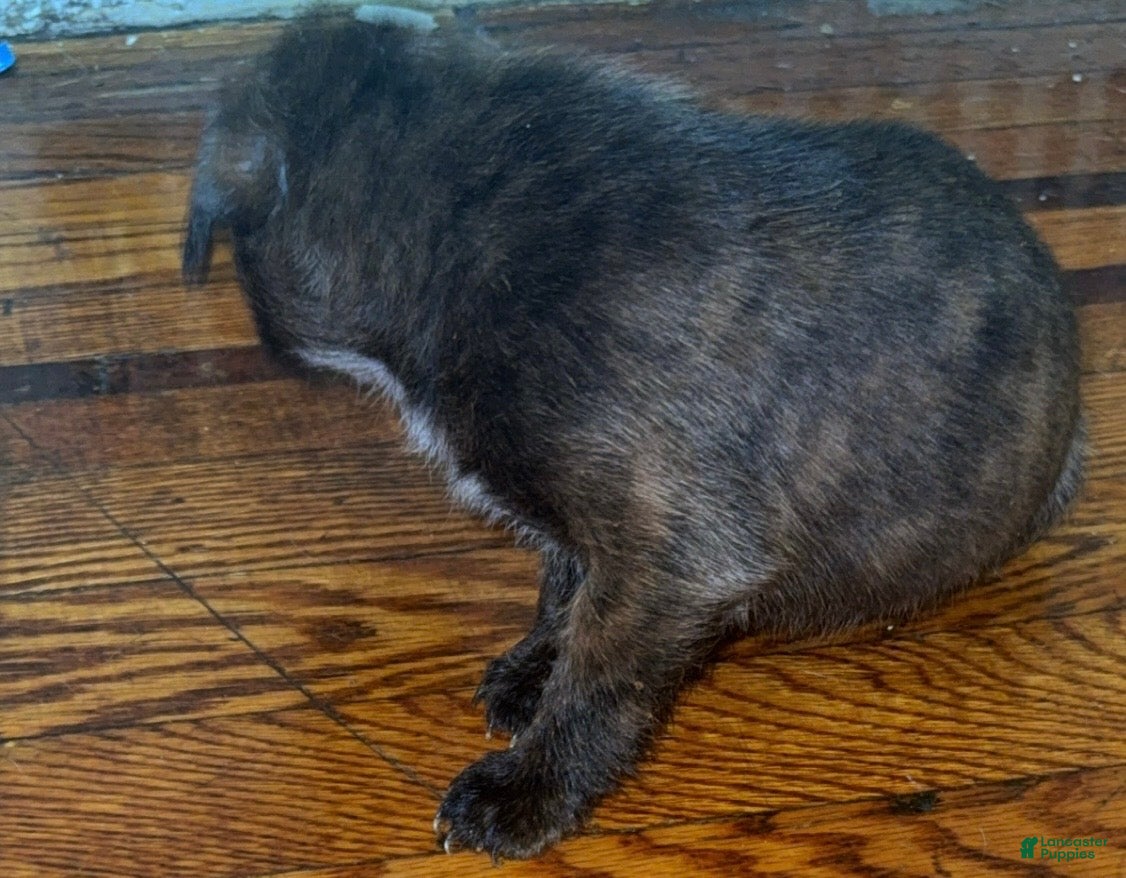 Mixed Breed dogs for sale: Mixed Breed 4 - Ad 10