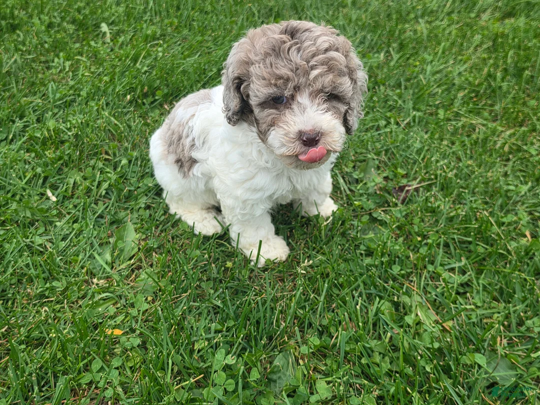 Cockapoo dogs for sale: Cockapoo Female 4 - Ad 4