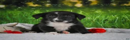 Border Collie dogs for sale: Tyson - Ad 9