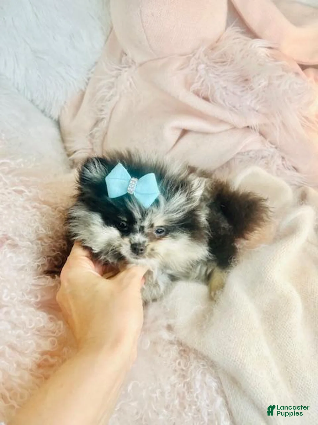 Pomeranian dogs for sale: Pomeranian Puppy 1 - Ad 1