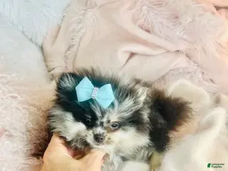 Pomeranian dogs Pomeranian Puppy 1 - Ad 6