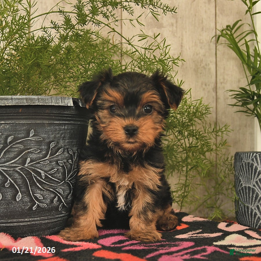 Yorkshire Terrier dogs Rusty  - Ad 9