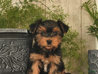Yorkshire Terrier dogs Rusty - Ad 9