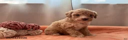 Miniature Poodle dogs for sale: Twinkle - Ad 2