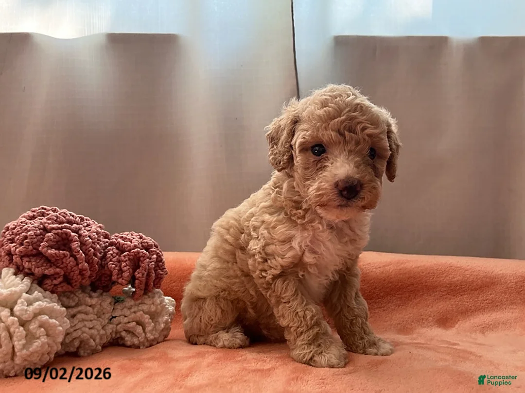 Miniature Poodle dogs for sale: Twinkle - Ad 2