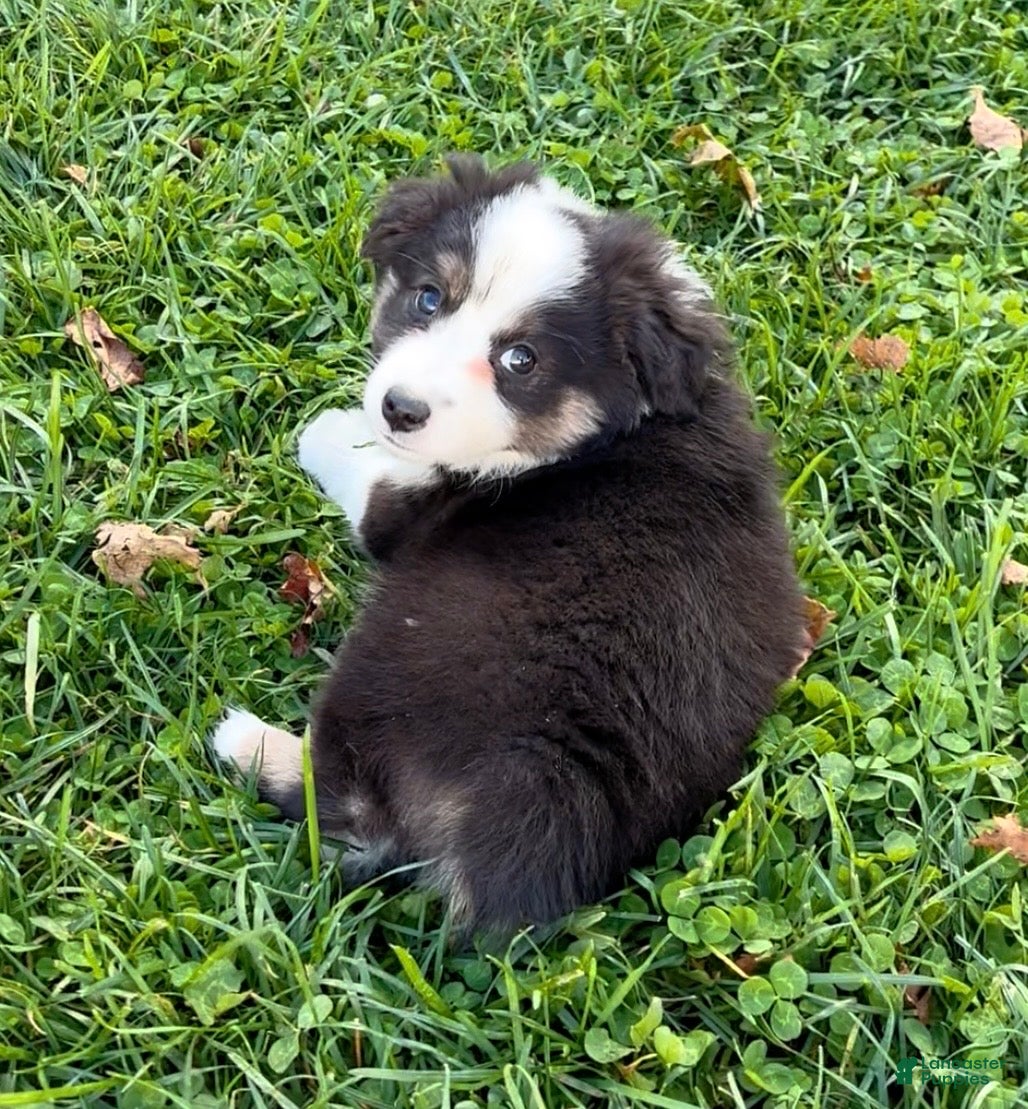 Miniature Australian Shepherd dogs for sale: Theo - Ad 1