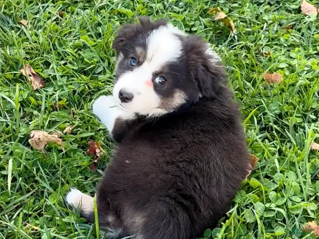 Miniature Australian Shepherd dogs for sale: Theo - Ad 1