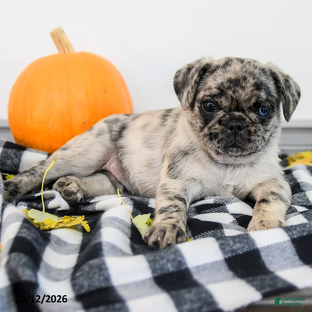 Pug dogs for sale: Palmer - Ad 2