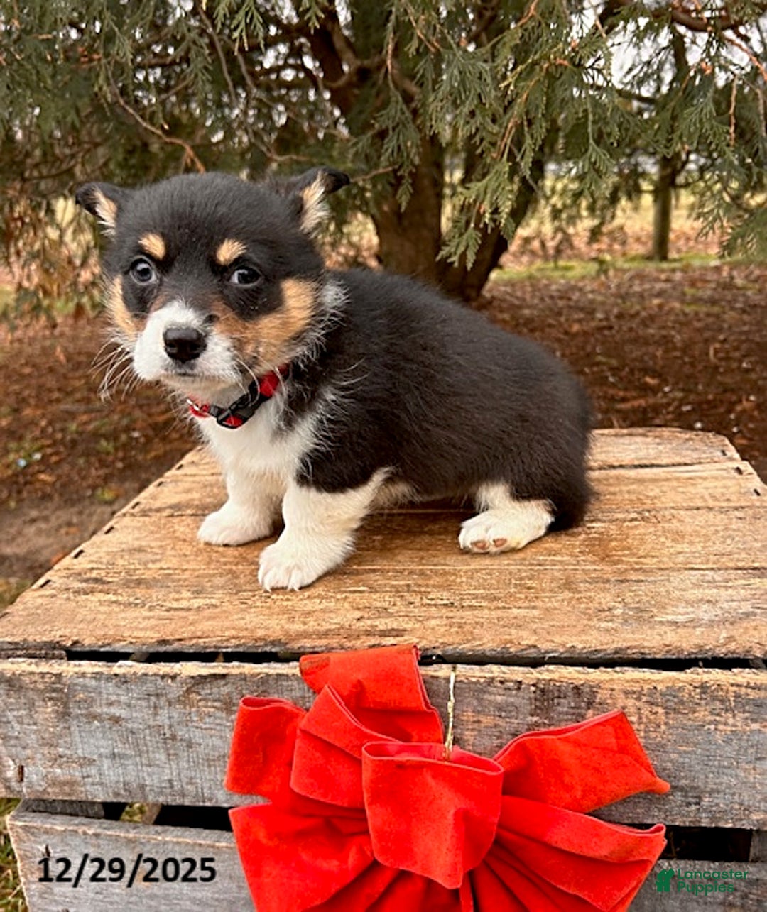Welsh Corgi Pembroke dogs for sale: Coconut - Ad 2