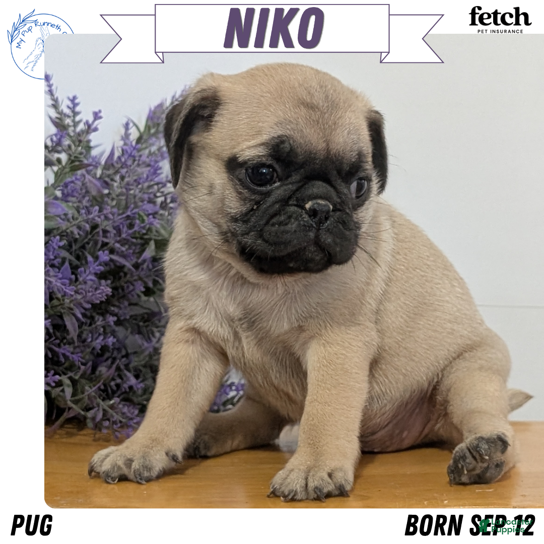 Pug dogs for sale: Niko - Ad 1