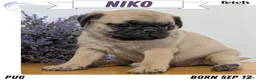 Pug dogs for sale: Niko - Ad 1