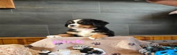 Bernese Mountain Dog dogs for sale: Pink - Ad 2