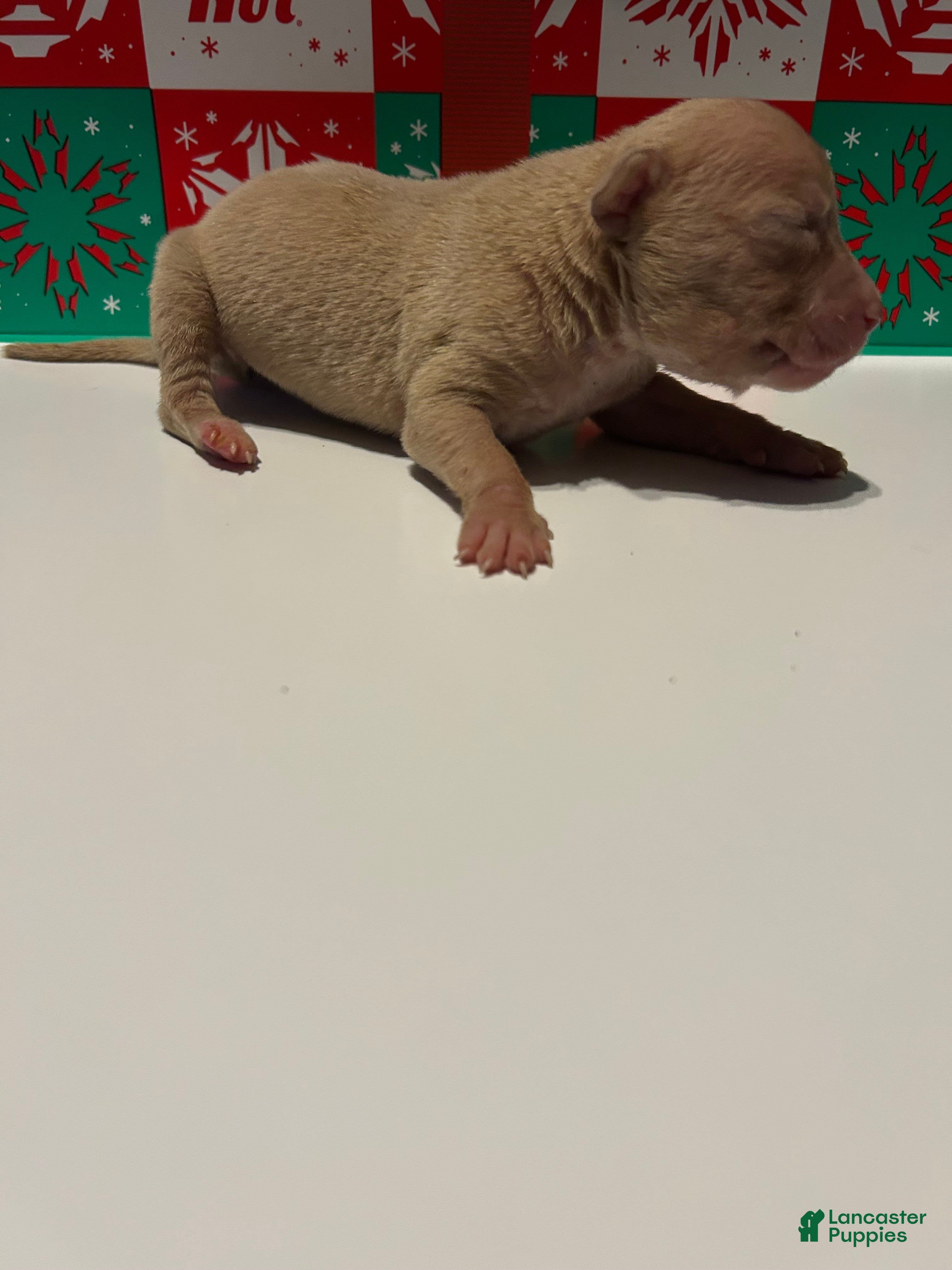 American Bully dogs American Bully Puppy 1 - Ad 3