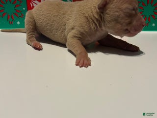 American Bully dogs American Bully Puppy 1 - Ad 3