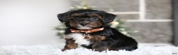 Yorkiepoo dogs for sale: Emmitt - Ad 9