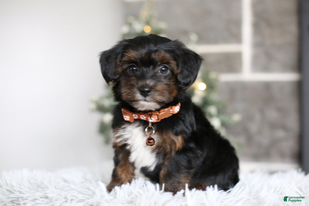 Yorkiepoo dogs for sale: Emmitt - Ad 9