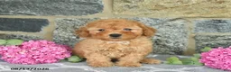 Miniature Poodle dogs for sale: Isaac  - Ad 2