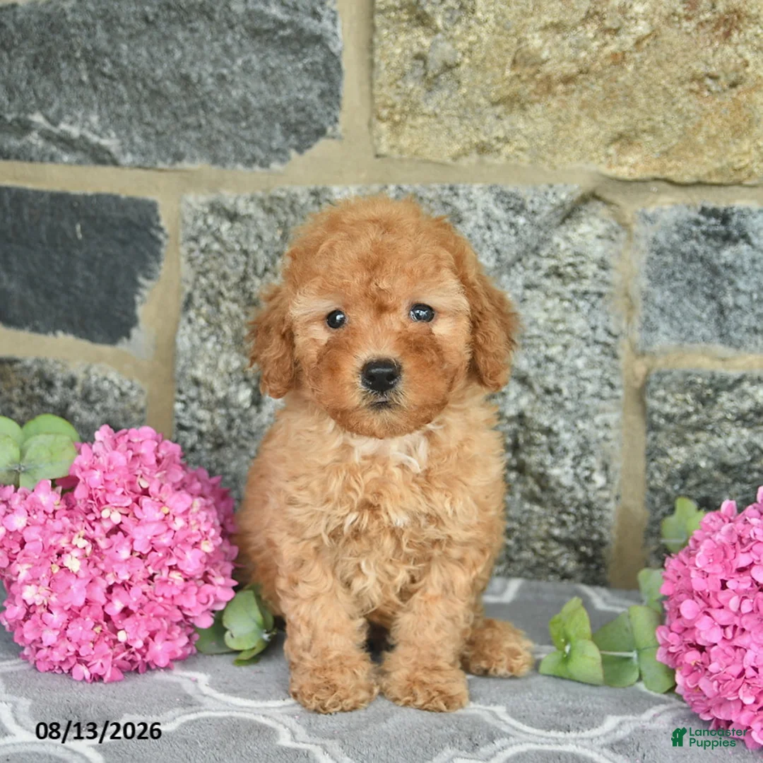 Miniature Poodle dogs for sale: Isaac  - Ad 2