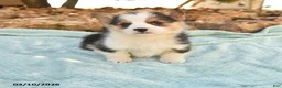 Welsh Corgi Pembroke dogs for sale: Racer - Ad 1