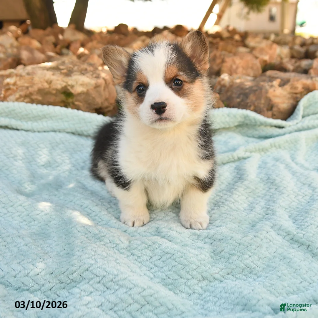 Welsh Corgi Pembroke dogs for sale: Racer - Ad 1