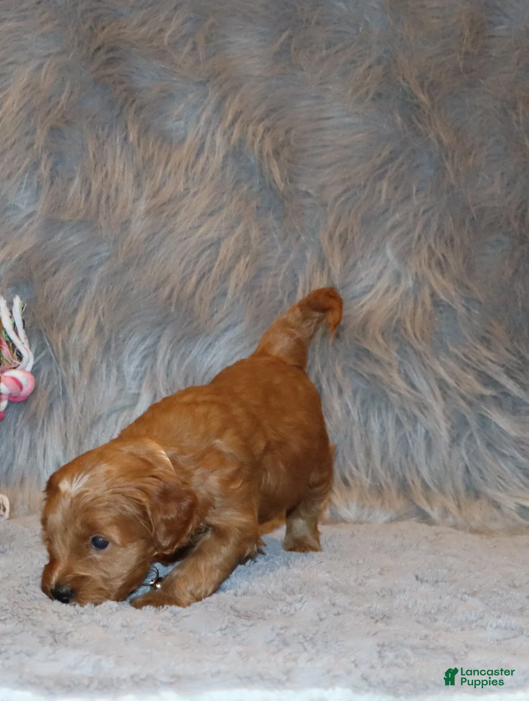 Mini Goldendoodle dogs for sale: Whitney 🌷 Genetic Clear Parents - Ad 21