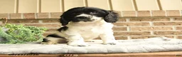 English Cocker Spaniel dogs for sale: Charlie - Ad 3