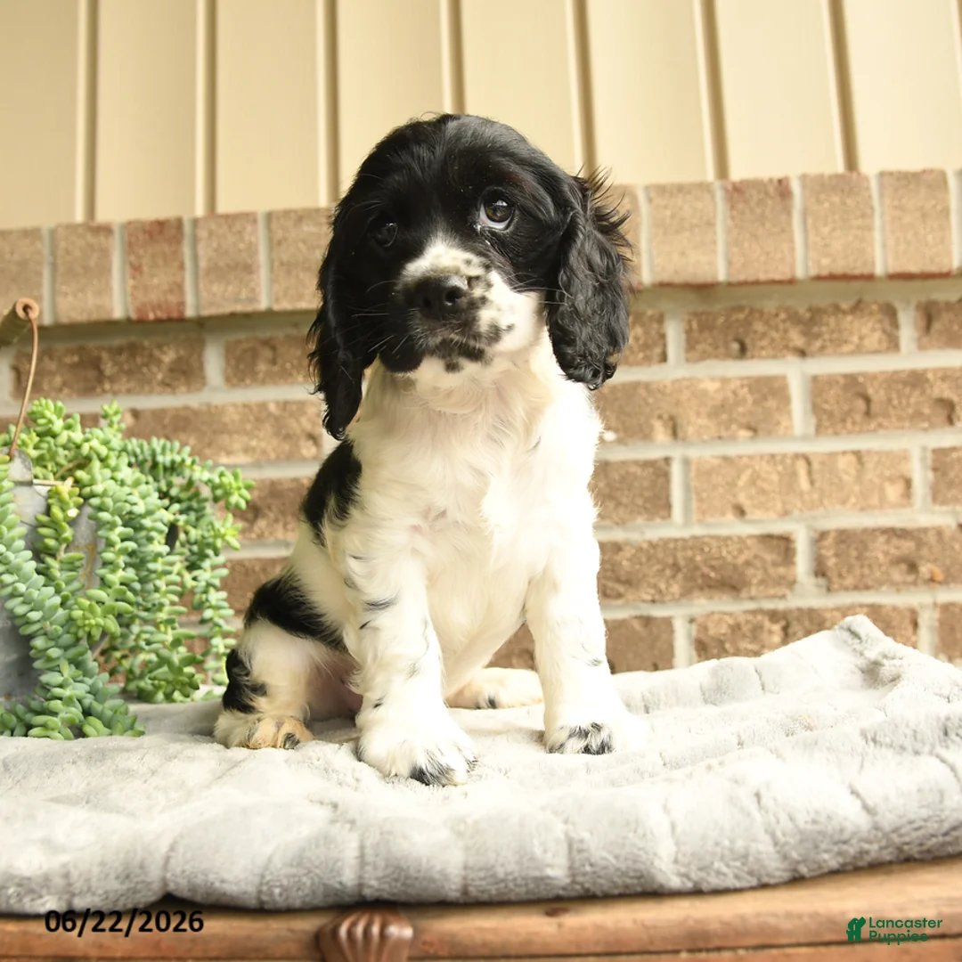 English Cocker Spaniel dogs for sale: Charlie - Ad 3