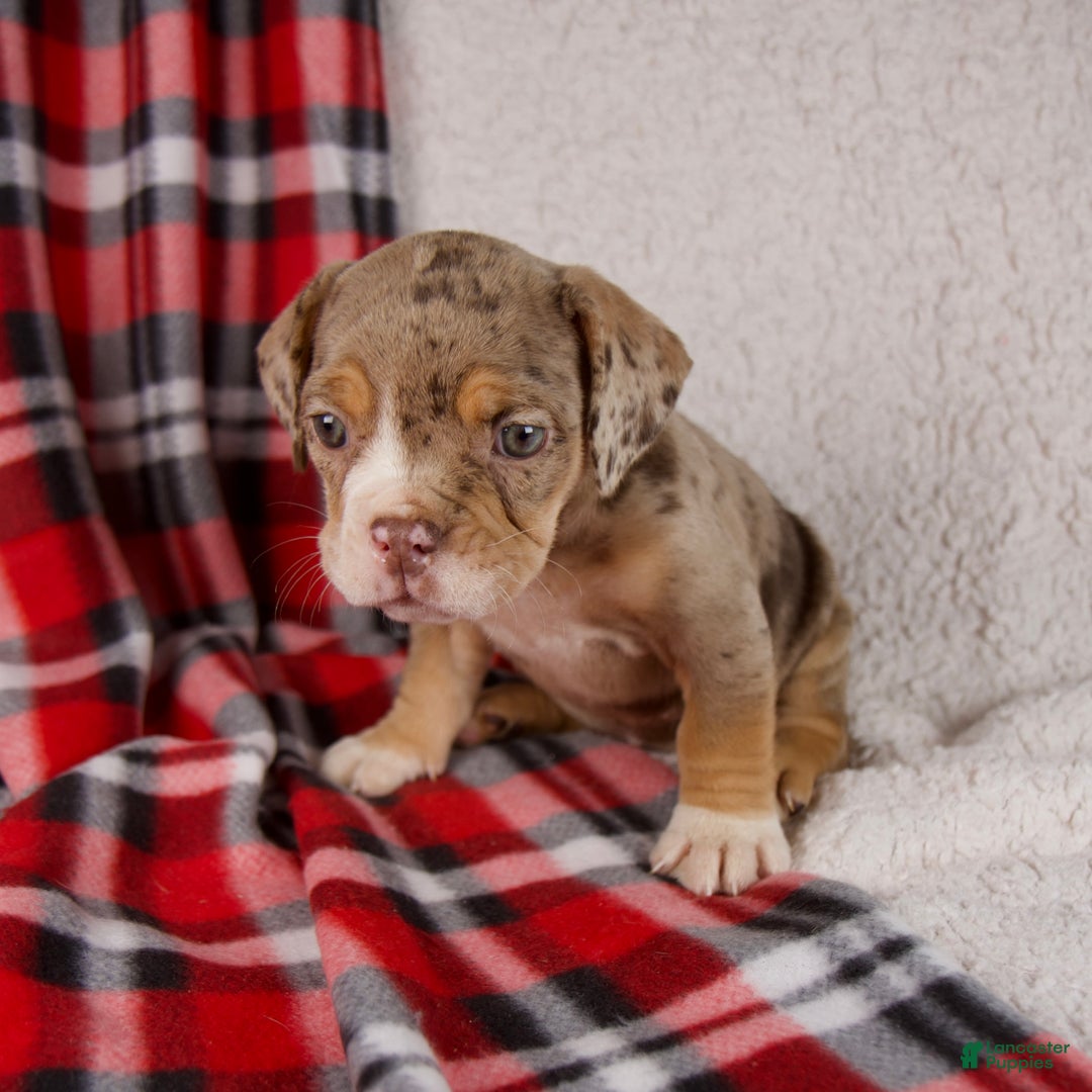 Mixed Breed dogs for sale: Noel - Ad 7