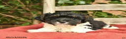 Yorkiepoo dogs for sale: Cleo  - Ad 4