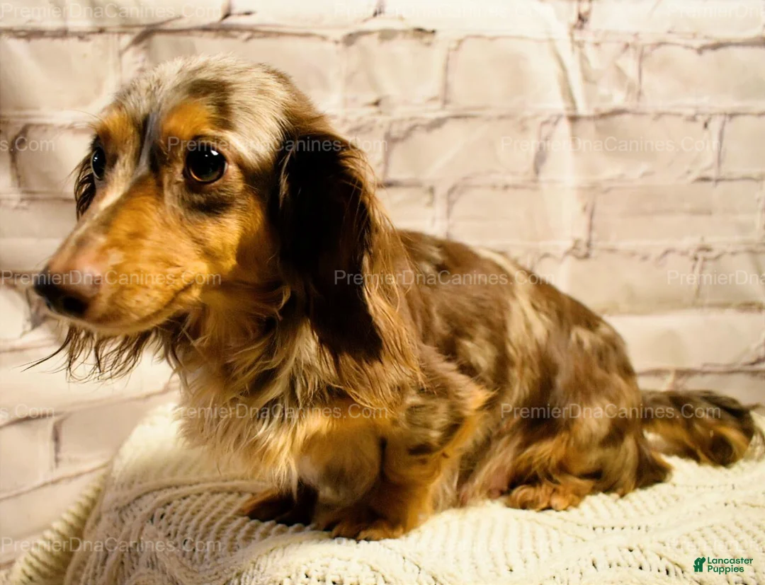 Dachshund dogs for sale: Rollo - Ad 5