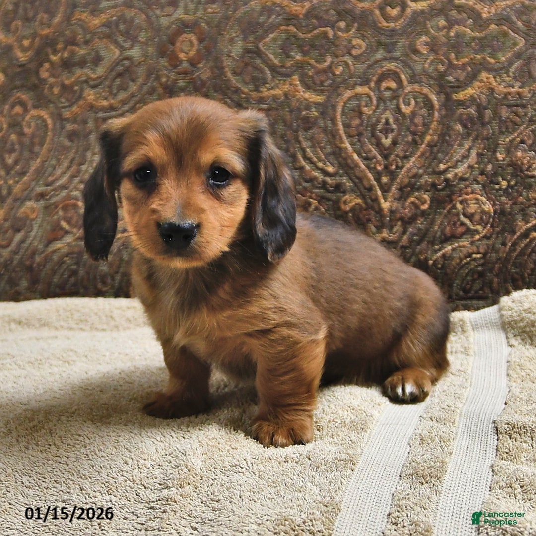 Miniature Dachshund dogs for sale: Rover - Ad 4