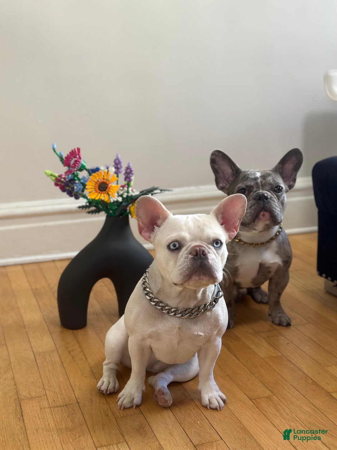 French Bulldog dogs for sale: Stormie - Ad 13