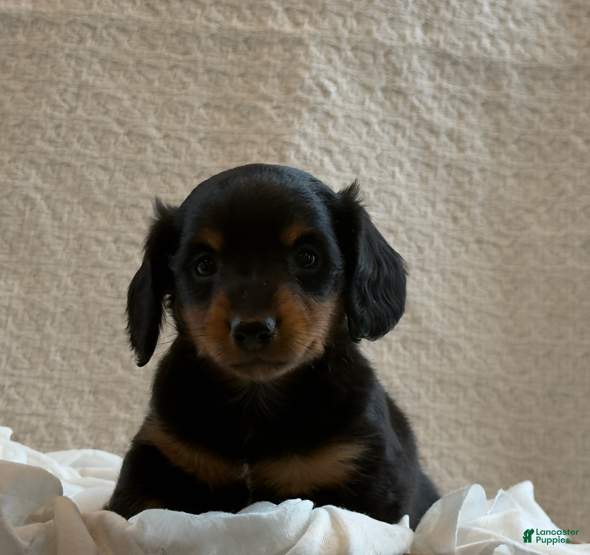 Miniature Dachshund dogs Annie  - Ad 2