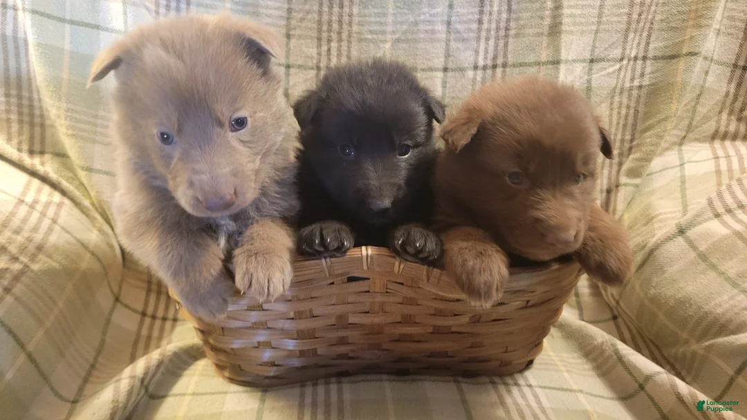 German Shepherd dogs for sale: German Shepherd Puppy 1 - Ad 1