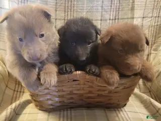 German Shepherd dogs German Shepherd Puppy 1 - Ad 8