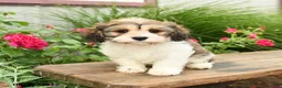 Cavachon dogs for sale: Tinker - Ad 2