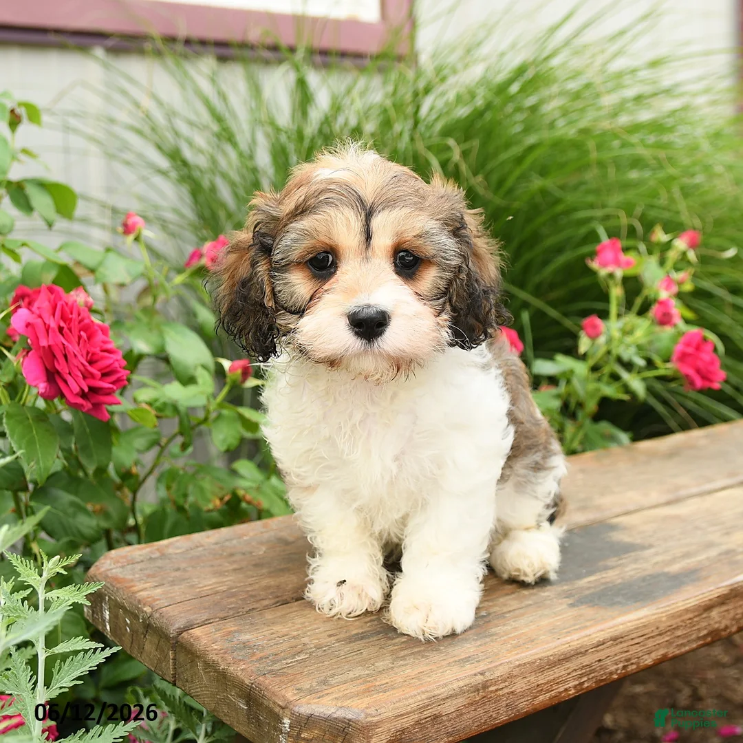 Cavachon dogs for sale: Tinker - Ad 2