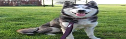 Goberian dogs for sale: Oscar - Ad 6