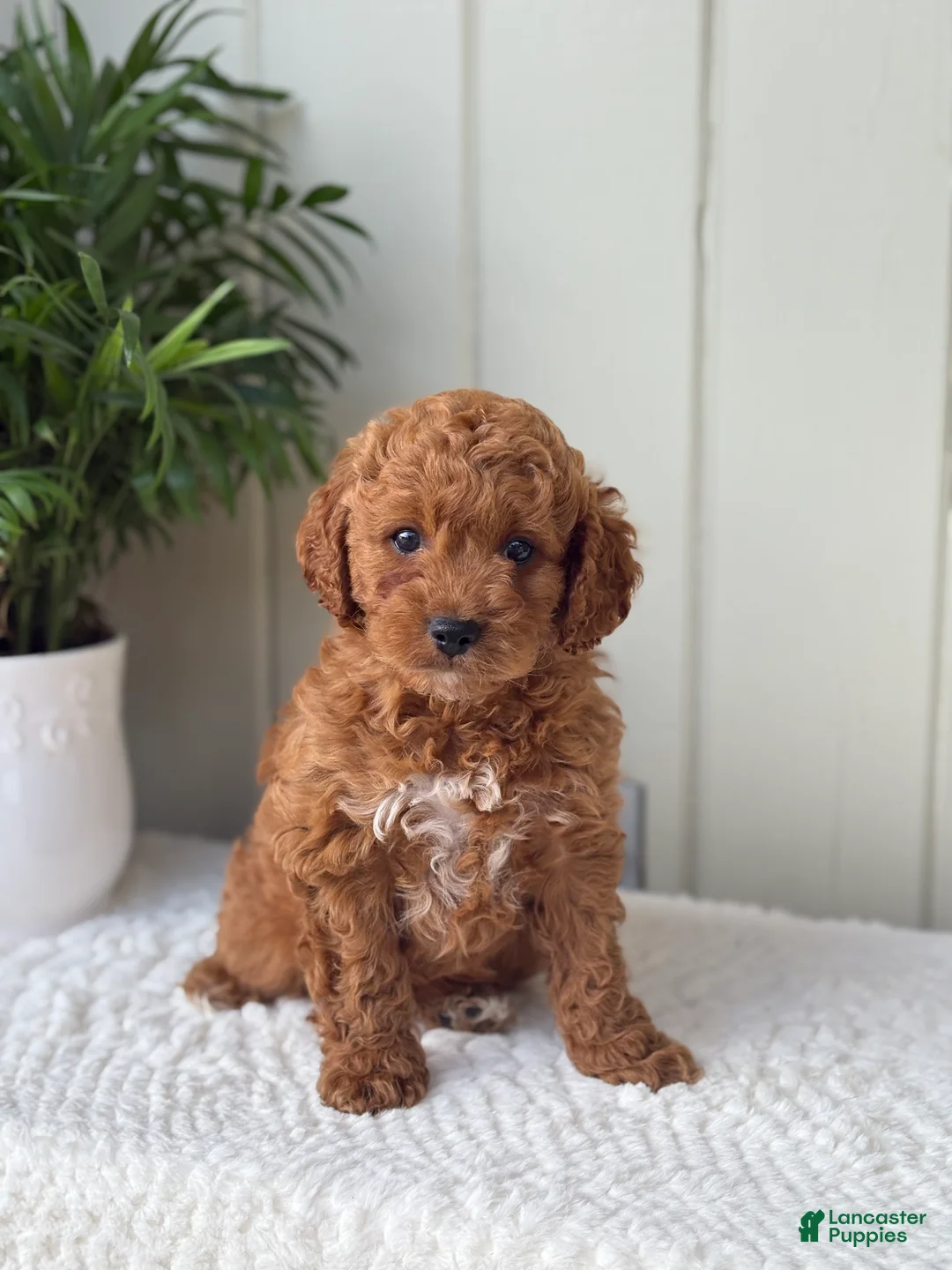 Cockapoo dogs for sale: Cockapoo Puppy 1 Buddy  - Ad 2
