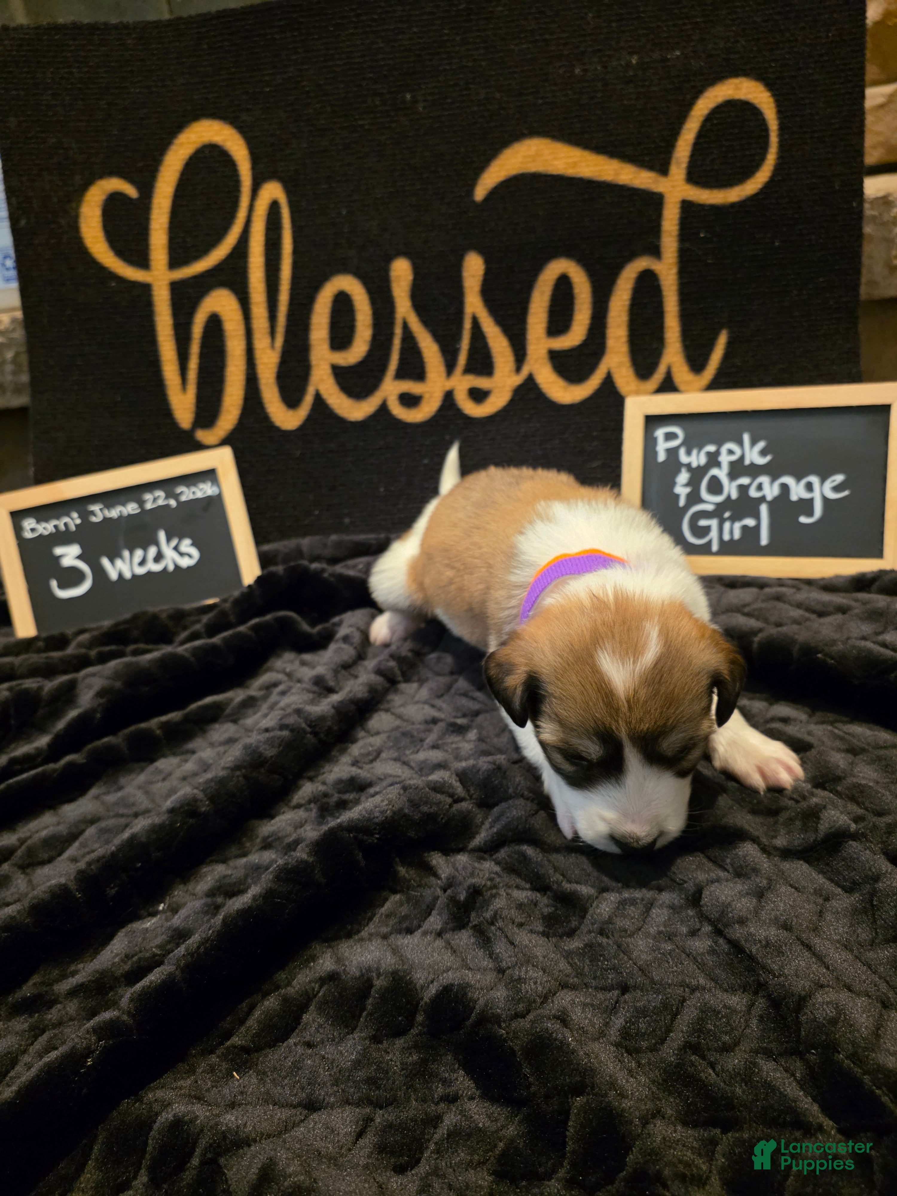 Mixed Breed dogs for sale: Purple-Orange Girl - Ad 2