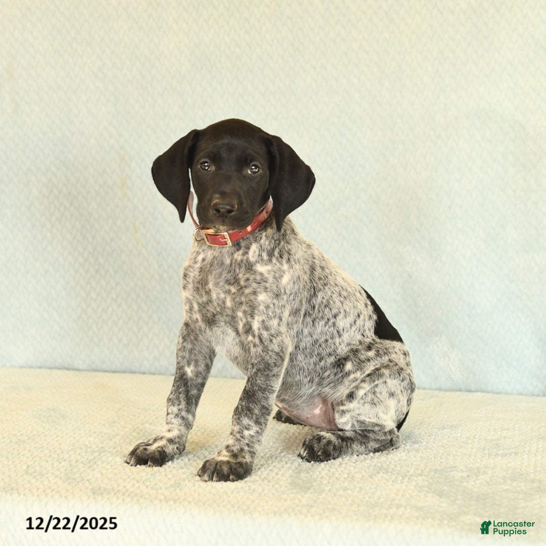 German Shorthaired Pointer dogs for sale: Tessa - Ad 3
