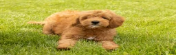 Mini Goldendoodle dogs for sale: Benny - Ad 4