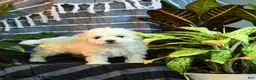 Bichon Frise dogs for sale: Cloud - Ad 4