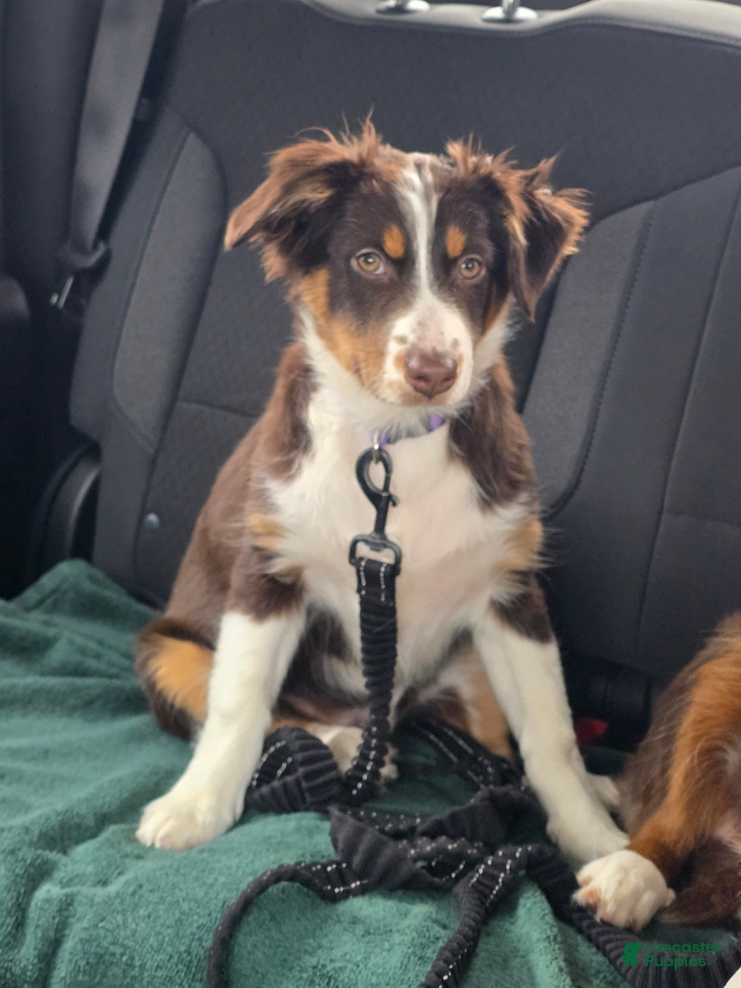 Australian Shepherd dogs for sale: Australian Shepherd Puppy 1 - Ad 2