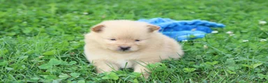 Finn