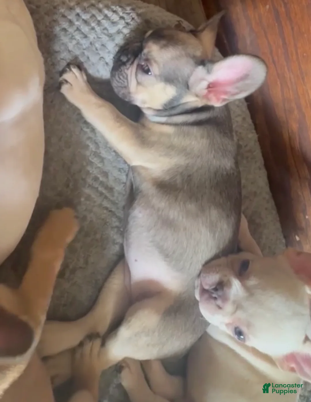 French Bulldog dogs for sale: ASHANTI - Our Lilac Tan Fawn “Chameleon” Beauty! - Ad 2