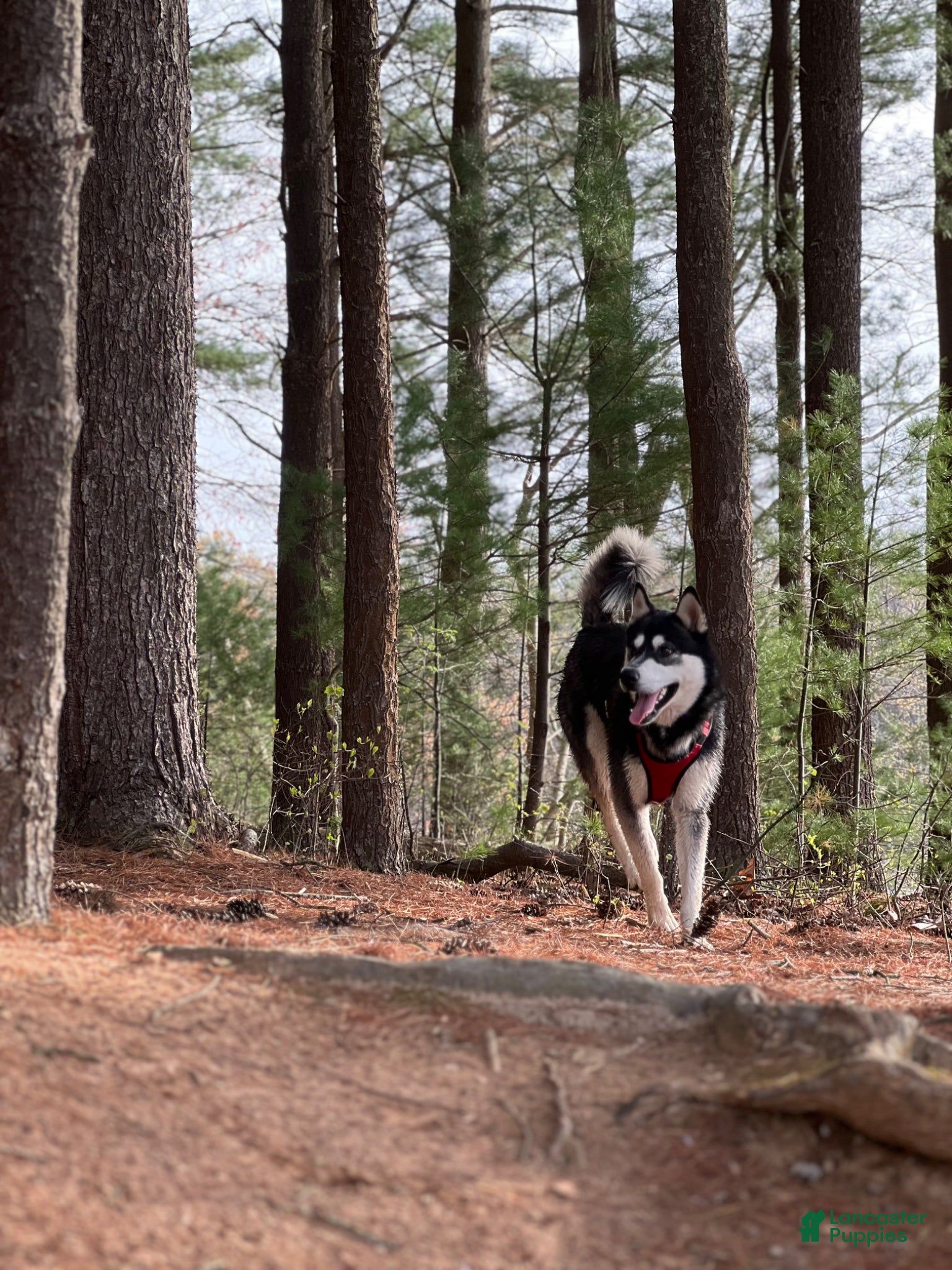 Siberian Husky dogs Siberian Husky Puppy 1 - Ad 16