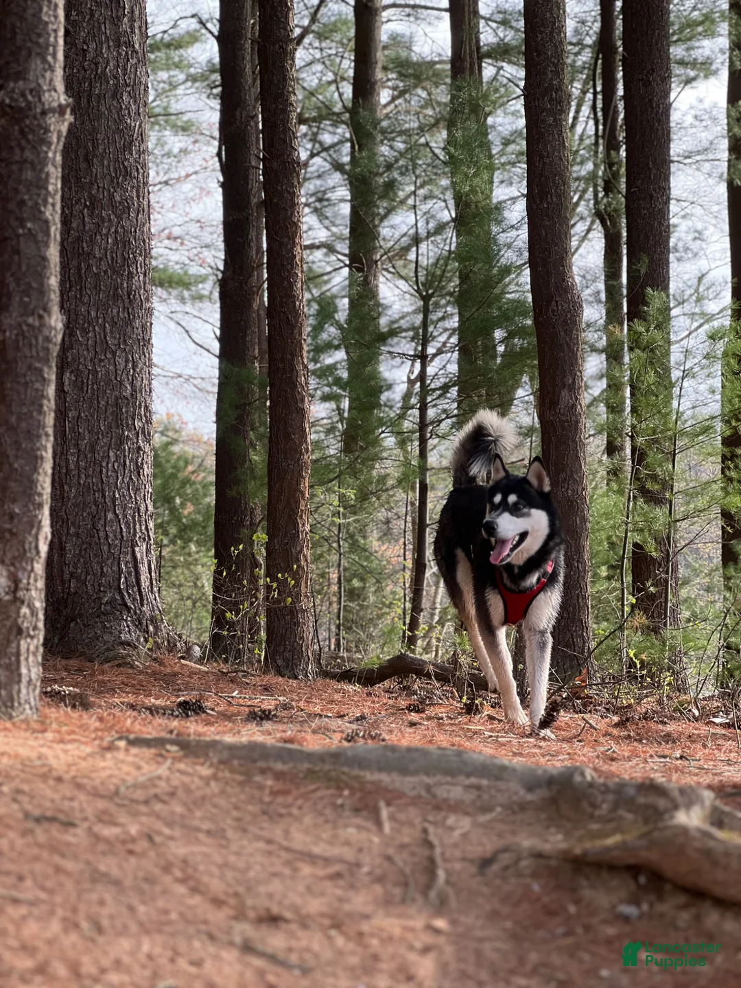 Siberian Husky dogs for sale: Siberian Husky Puppy 1 - Ad 1