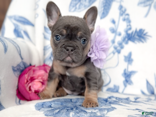 French Bulldog dogs Macaroon - Ad 12
