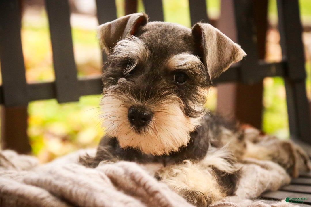 Miniature Schnauzer dogs for sale: Murphy - Ad 1